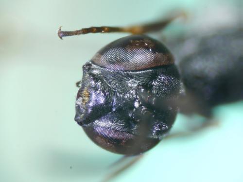 Gasteruption jaculator